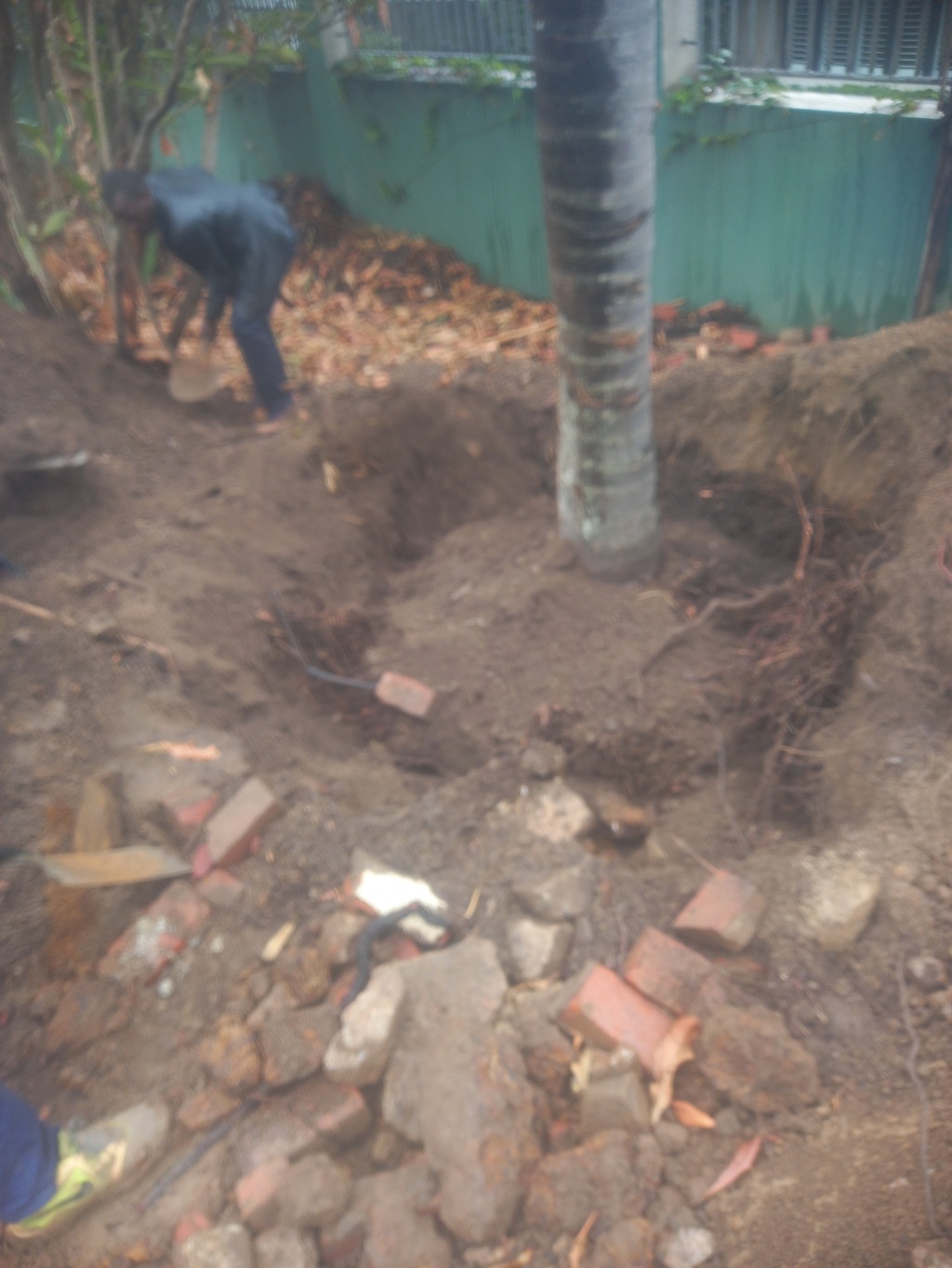 Plam tree transplantation 