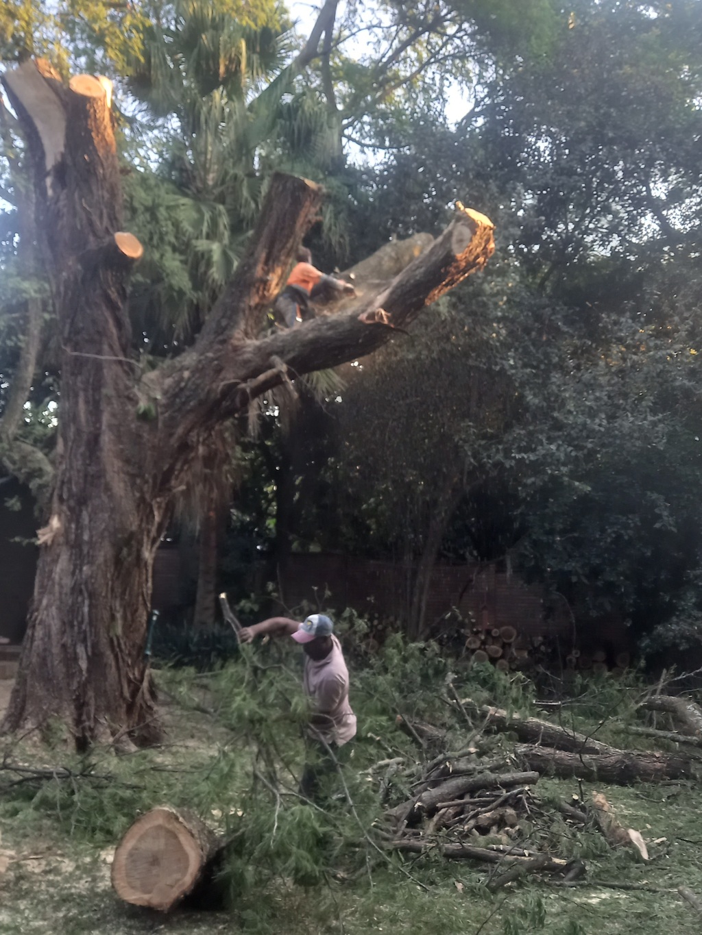 A during felling process and man working 