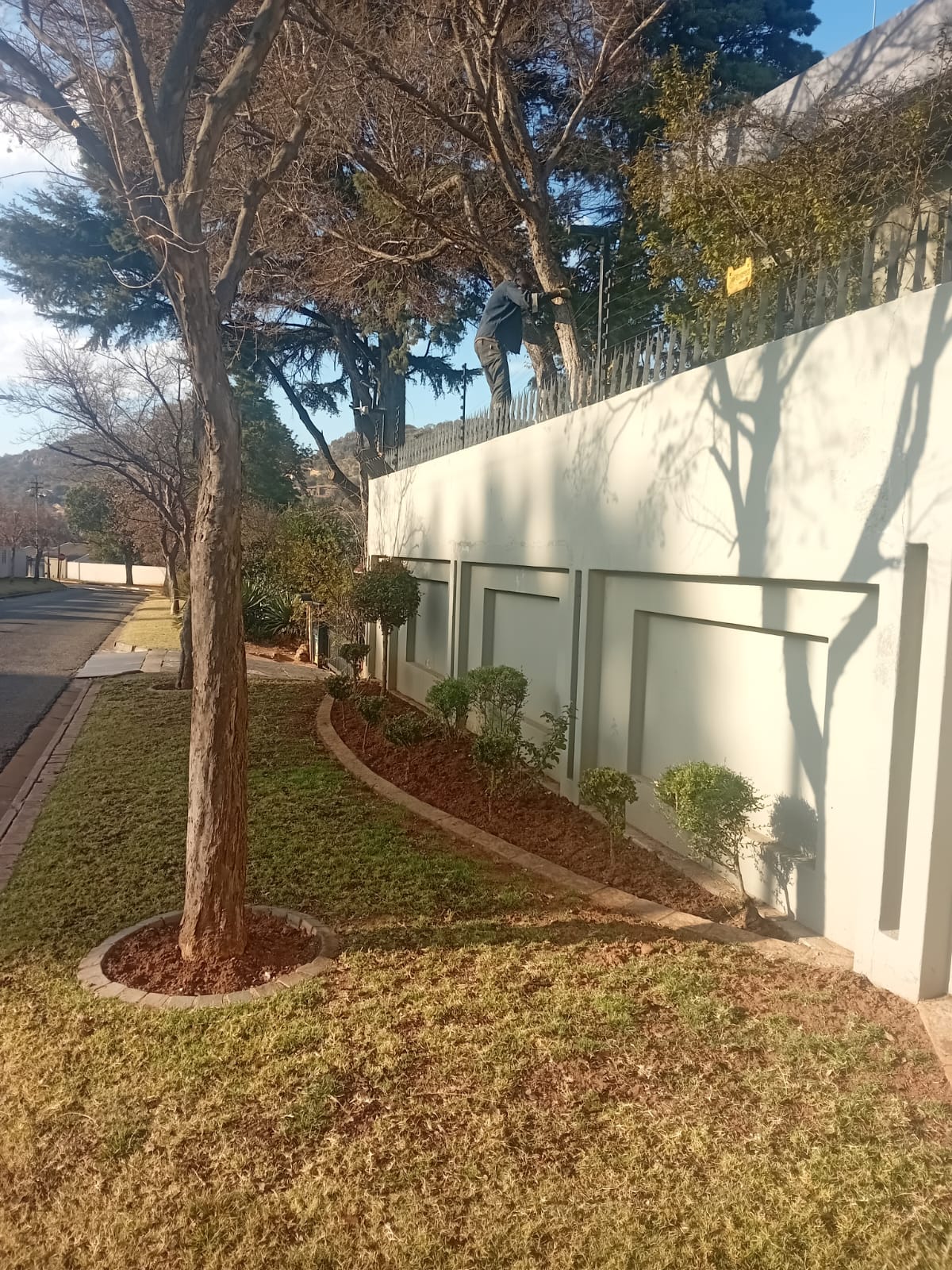 garden after grass cutting